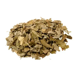 Ginkgo Biloba