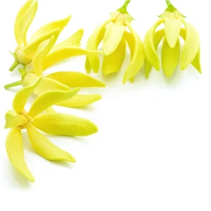 Αιθέριο Έλαιο Ylang Ylang 10 ml