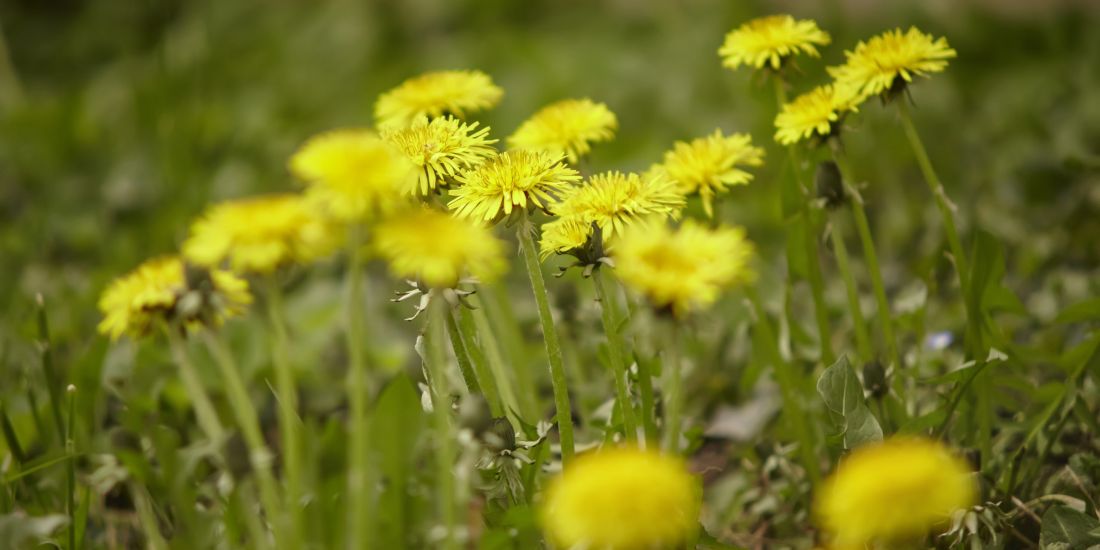 Ταραξάκο Detox Καθάρισε το σώμα σου φυσικά