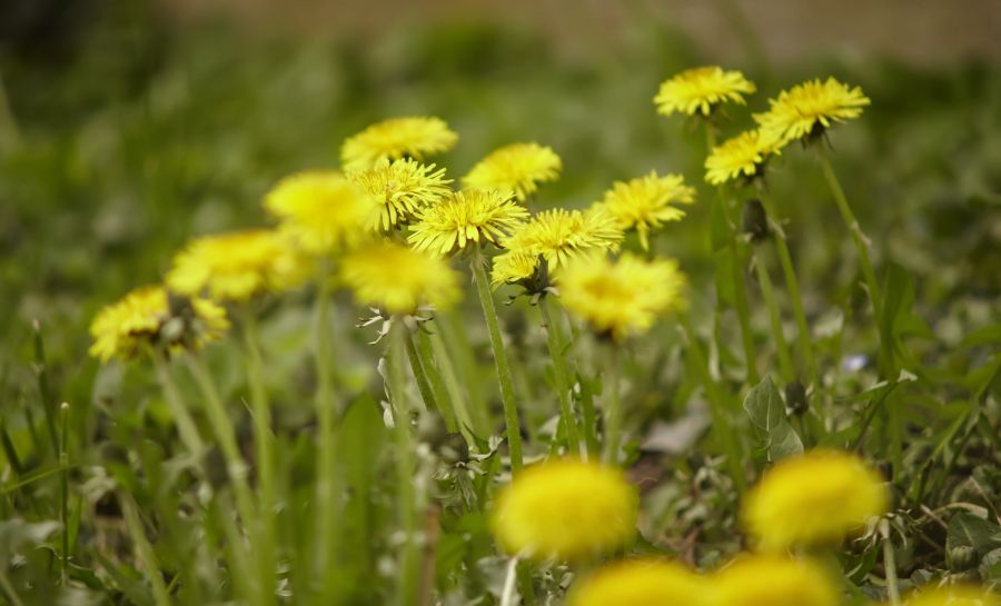 Ταραξάκο Detox
Καθάρισε το σώμα σου φυσικά